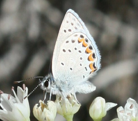 High Resolution Plebejus lupini Animal